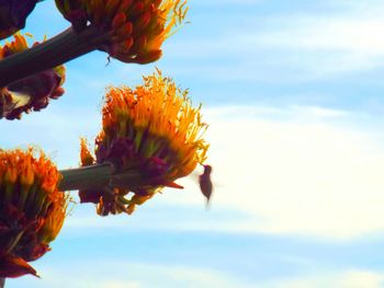 Low angle view of yellow flower against sky