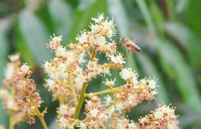 Close-up of insect on flowering plant