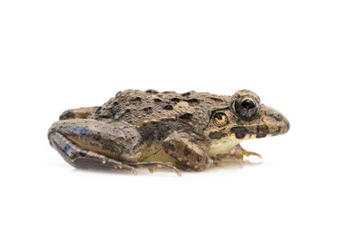 Close-up of frog against white background