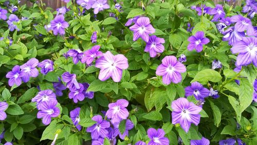 High angle view of purple flowering plants