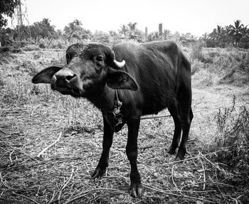 Cow standing in a field