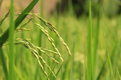 Close-up of stalks in field