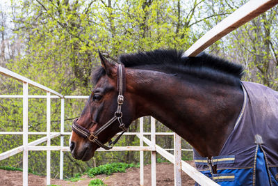 Horse standing on field