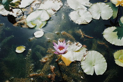 High angle view of lotus water lily on lake