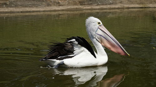 Duck in a lake