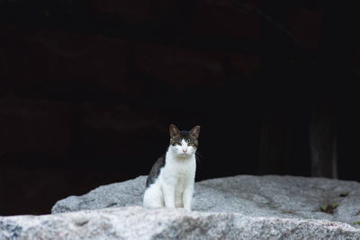 Portrait of cat sitting on rock