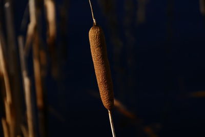 Close-up of tree against sky