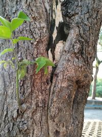 Close-up of tree trunk