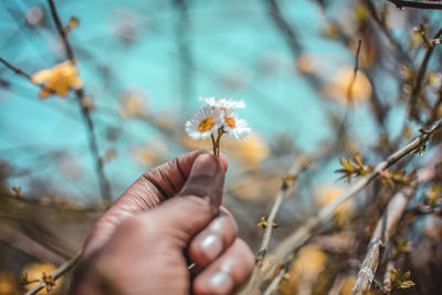 Cropped hand holding flowers