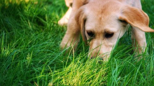 Dog in a field