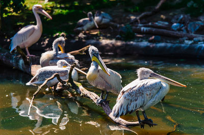 Birds in a lake