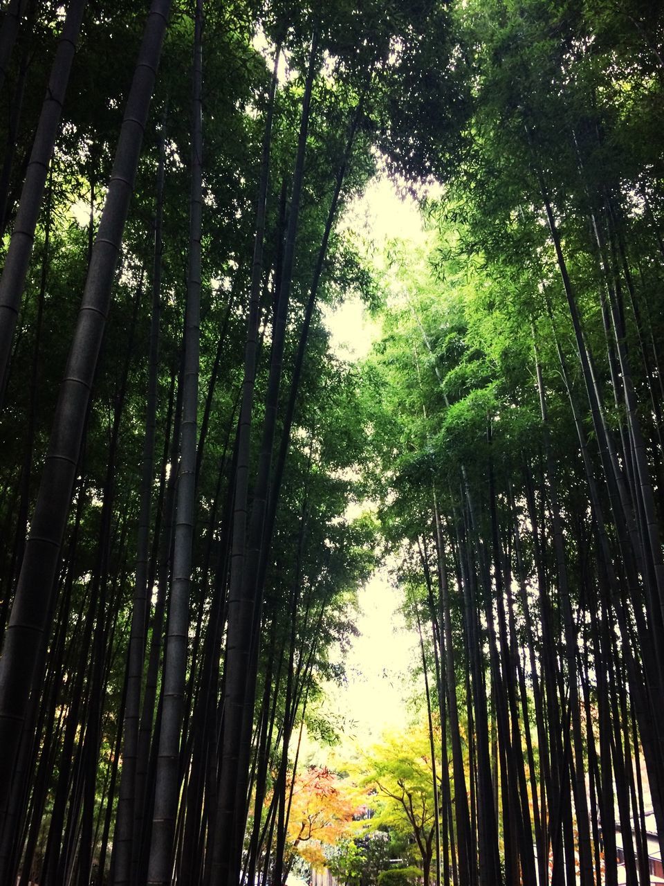 tree, growth, tree trunk, tranquility, forest, low angle view, woodland, nature, tranquil scene, beauty in nature, scenics, branch, tall - high, green color, sunlight, outdoors, day, palm tree, idyllic, no people