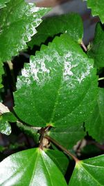 Close-up of leaves