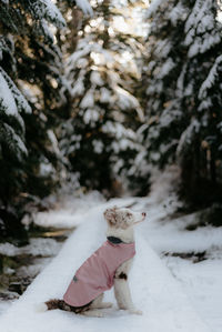 Border collie puppy with snow jacket