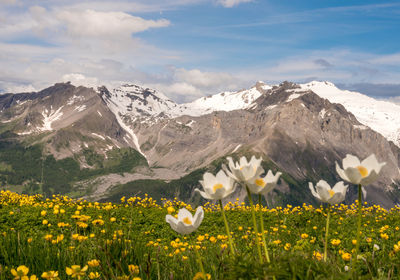 Scenic view of flowering plants and mountains against sky