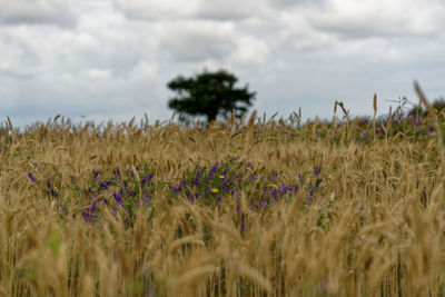 Crops growing on field against sky