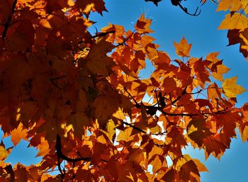 Low angle view of maple leaves against sky