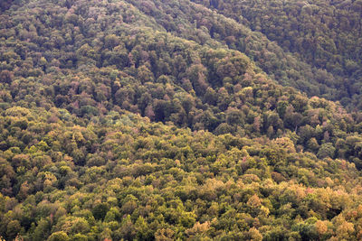 High angle view of pine trees in forest