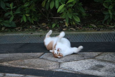 High angle view of cat outdoors