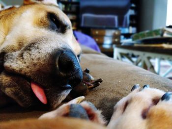 Close-up of dog sleeping at home