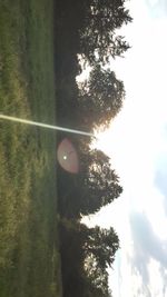 Low angle view of trees against sky