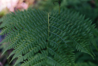 Close-up of fern leaves