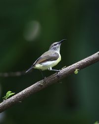 Close-up of bird perching on branch