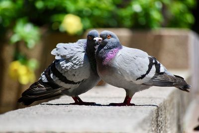 Close-up of two pigeons kissing on retaining wall