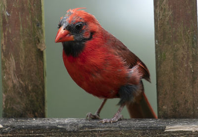 Close-up of bird perching on wood