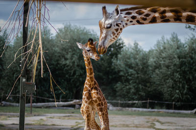 Low angle view of tree trunk