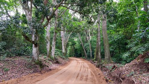 Dirt road along trees in forest