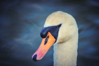 Close-up of swan