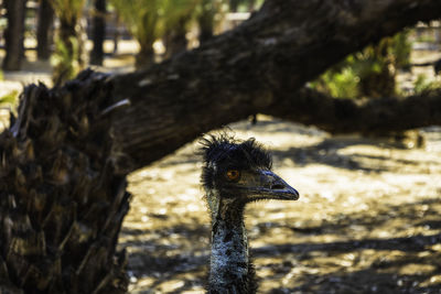 Emu bird or african ostrich in a zoo