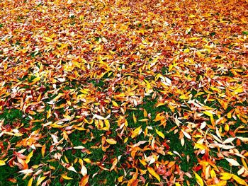 Full frame shot of leaves on field