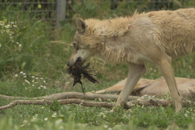 Side view of an animal on land