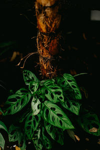 Close-up of leaf