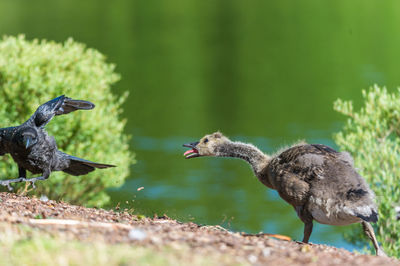 Birds by lake