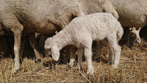 Sheep grazing in a field