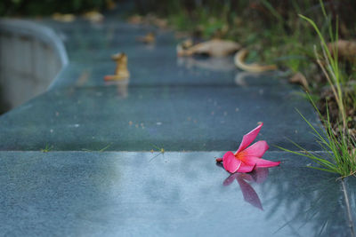 Close-up of pink flower on water
