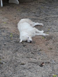 High angle view of a dog on field