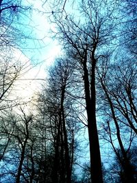 Low angle view of bare trees in forest