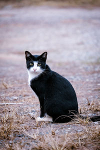 Portrait of cat on field