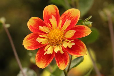 Close-up of red flowering plant