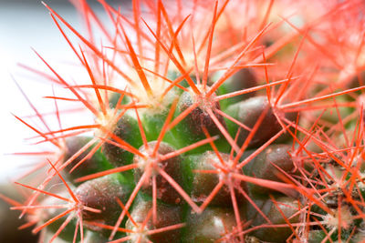 Close-up of cactus plant