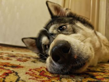 Close-up portrait of dog relaxing at home