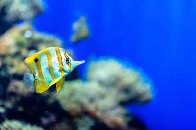 Close-up of fish swimming in sea