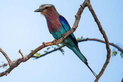 Low angle view of bird perching on tree against sky