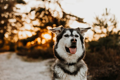 Close-up portrait of a dog