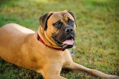 Close-up of dog sitting on field