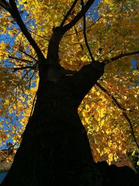 Low angle view of trees